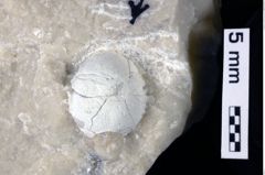 Foto (Detailansicht) von Konidromites gibbus (Reuss 1858) (NHMW-GEO-1990-0041-0265)